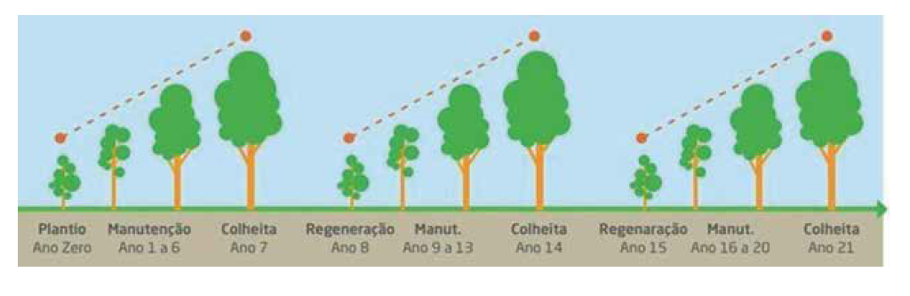 Sistema de monitoramento florestal